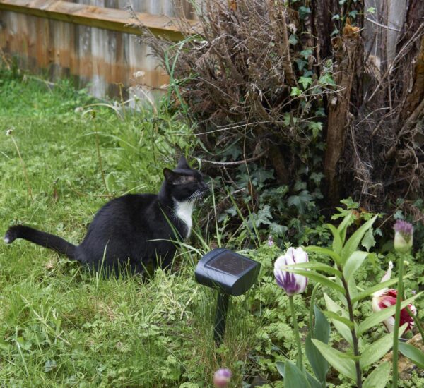 Beste Kattenverjager